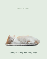 Cat napping on the soft plush top